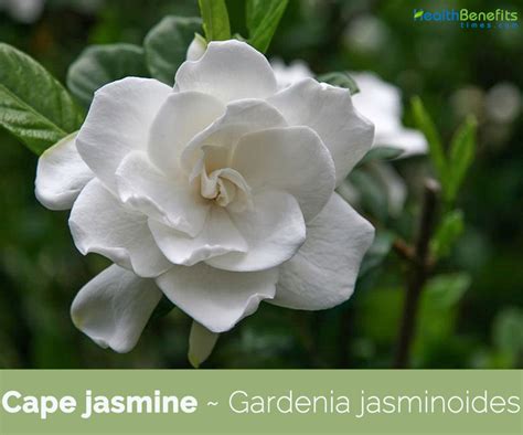 gardenia jasminoides medicinal uses.